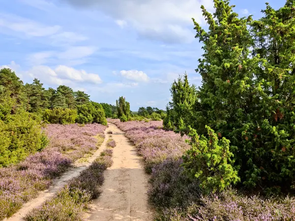 202308140-29 - Heideblüte in der Misselhorner Heide bei Hermannsburg, Lüneburger Heide, Niedersachsen, Deutschland