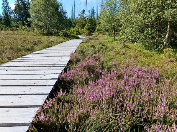 202407230-04 - Heidekraut am Großen Torfhausmoor im Nationalpark Harz, Harz, Niedersachsen, Deutschland