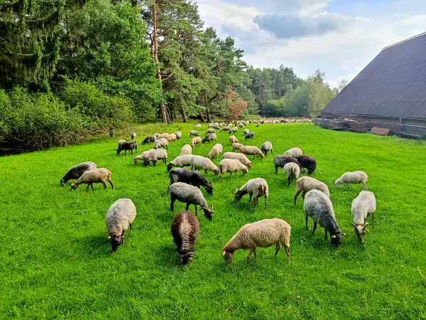 202308140-31 - Heidschnucken an der Misselhorner Heide bei Hermannsburg, Lüneburger Heide, Niedersachsen, Deutschland