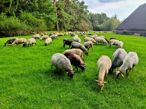 202308140-32 - Heidschnucken an der Misselhorner Heide bei Hermannsburg, Lüneburger Heide, Niedersachsen, Deutschland