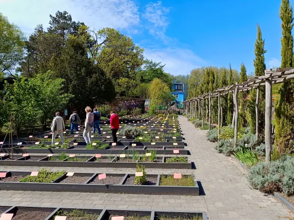 202604280-03 - Heilkräutergarten im Rombergpark in Dortmund, Ruhrgebiet, Nordrhein-Westfalen, Deutschland