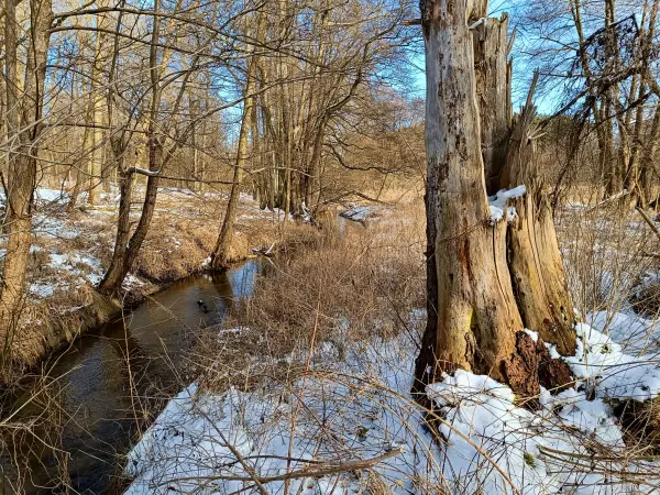 202502150-07 - Hellmühler Fließ im Biesenthaler Becken, Barnimer Land, Brandenburg, Deutschland