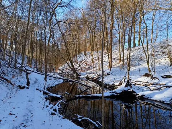 202502150-09 - Hellmühler Fließ im Biesenthaler Becken, Barnimer Land, Brandenburg, Deutschland