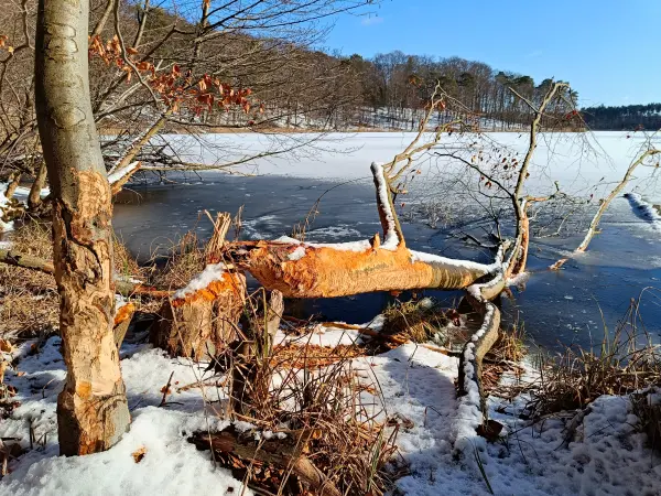 202502150-19 - Hellsee im Biesenthaler Becken, Barnimer Land, Brandenburg, Deutschland