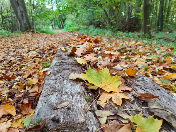202510210-36 - Herbstlaub im Lindetal bei Neubrandenburg, Mecklenburgische Seenplatte, Mecklenburg-Vorpommern, Deutschland