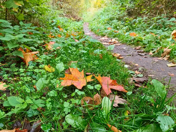 202510210-37 - Herbstlaub im Lindetal bei Neubrandenburg, Mecklenburgische Seenplatte, Mecklenburg-Vorpommern, Deutschland