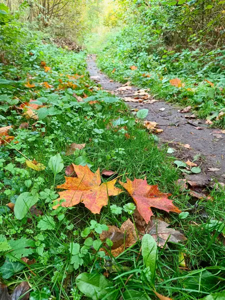 202510210-38 - Herbstlaub im Lindetal bei Neubrandenburg, Mecklenburgische Seenplatte, Mecklenburg-Vorpommern, Deutschland
