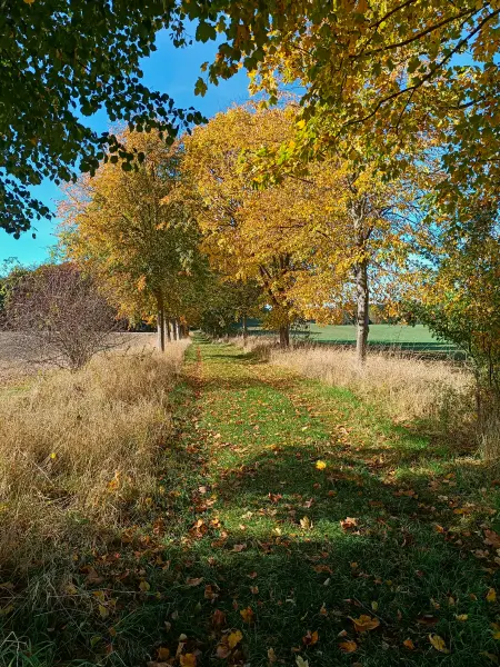 202510130-11 - Herbstliche Allee bei Krakow am See, Mecklenburgische Seenplatte, Mecklenburg-Vorpommern, Deutschland