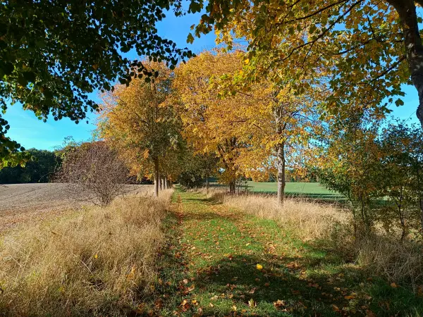 202510130-12 - Herbstliche Allee bei Krakow am See, Mecklenburgische Seenplatte, Mecklenburg-Vorpommern, Deutschland