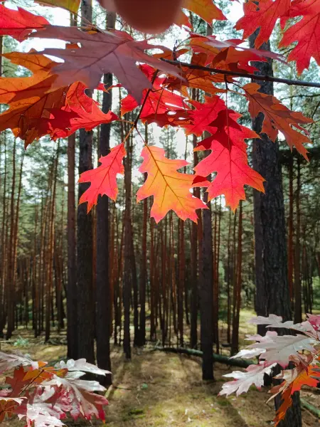 202610140-03 - Herbstlicher Eichen im Kiefernwald bei Walddrehna, Lausitz, Brandenburg, Deutschland