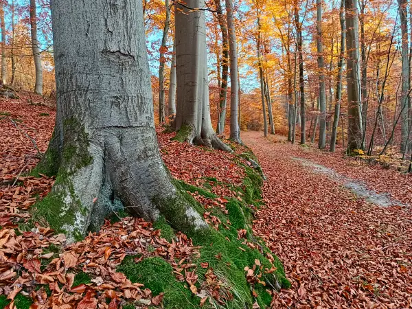 202511050-41 - Herbstwald am Radebachtal bei Blankenberg, Mecklenburgische Seenplatte, Mecklenburg-Vorpommern, Deutschland