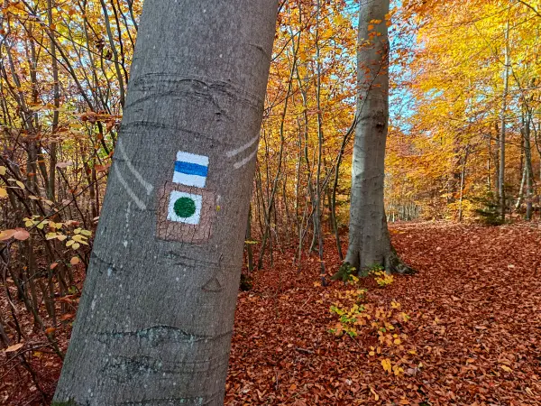 202511050-33 - Herbstwald bei Friedrichswalde, Mecklenburgische Seenplatte, Mecklenburg-Vorpommern, Deutschland