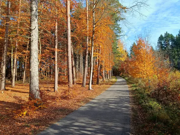 202511050-08 - Herbstwald bei Klein Labenz, Mecklenburgische Seenplatte, Mecklenburg-Vorpommern, Deutschland