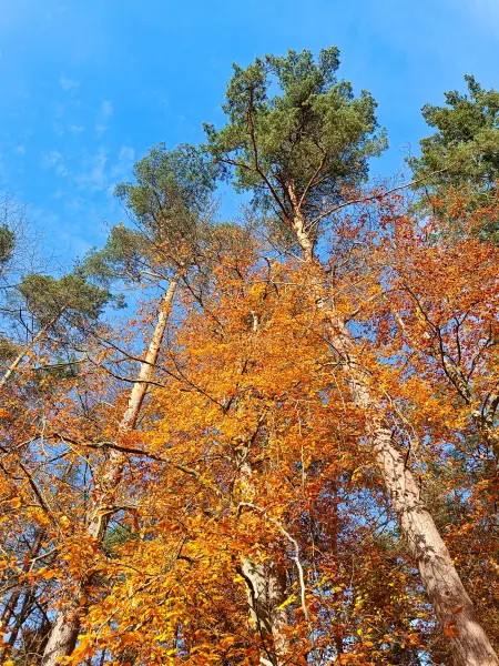 202511050-09 - Herbstwald bei Klein Labenz, Mecklenburgische Seenplatte, Mecklenburg-Vorpommern, Deutschland