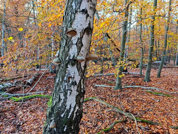 202311130-28 - Herbstwald bei Müggelheim, Berlin, Deutschland