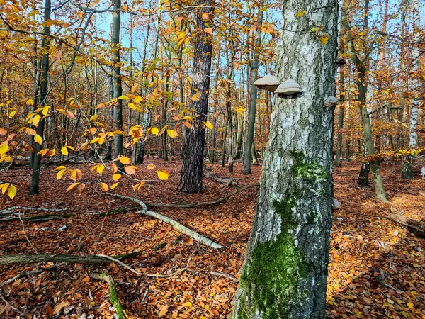 202311130-29 - Herbstwald bei Müggelheim, Berlin, Deutschland