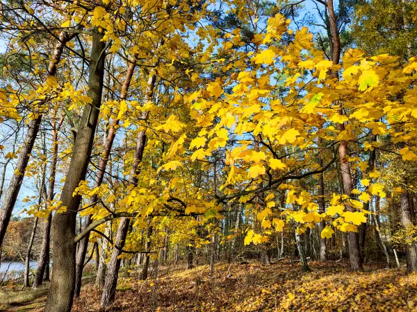 202311130-31 - Herbstwald bei Müggelheim, Berlin, Deutschland