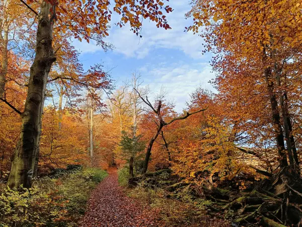 202511040-04 - Herbstwald im Müritz-Nationalpark bei Carpin, Mecklenburgische Seenplatte, Mecklenburg-Vorpommern, Deutschland
