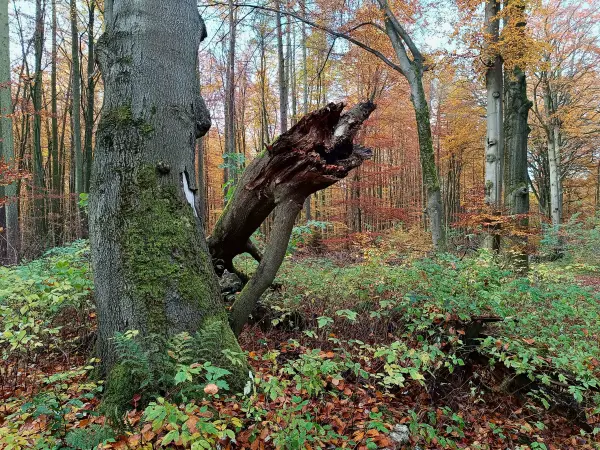 202511040-07 - Herbstwald im Müritz-Nationalpark bei Carpin, Mecklenburgische Seenplatte, Mecklenburg-Vorpommern, Deutschland