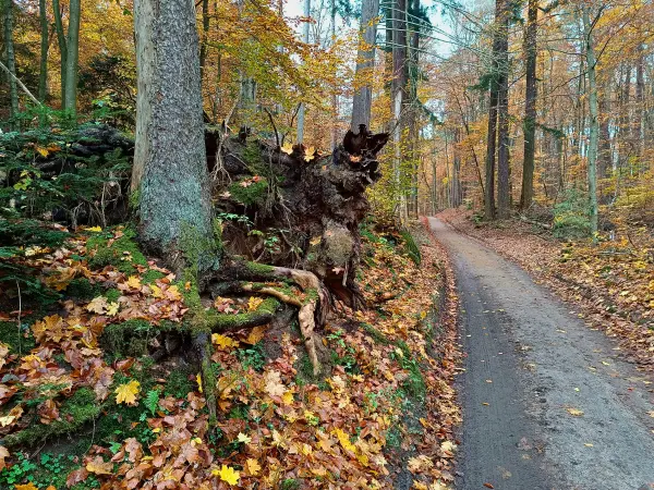 202511040-15 - Herbstwald im Müritz-Nationalpark bei Serrahn, Mecklenburgische Seenplatte, Mecklenburg-Vorpommern, Deutschland