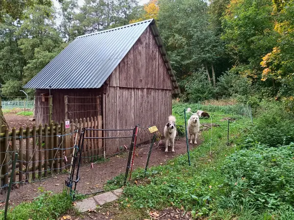 202510110-01 - Herdenschutzhunde bei Stücken, Fläming, Brandenburg, Deutschland