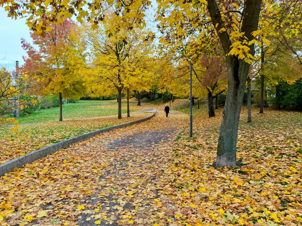 202311020-05 - Herrmann-Weingärtner-Weg in Frankfurt (Oder), Seenland Oder-Spree, Brandenburg, Deutschland