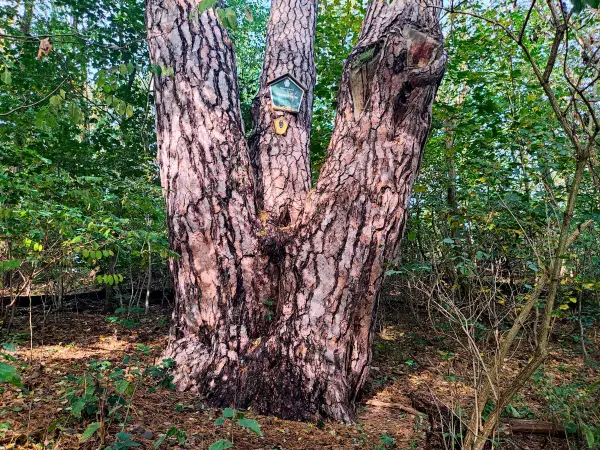 202310250-18 - Hexenkiefer bei Emstal, Fläming, Brandenburg, Deutschland