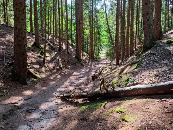 202308240-23 - Höllenschlucht am Büsenbachtal, Lüneburger Heide, Niedersachsen, Deutschland