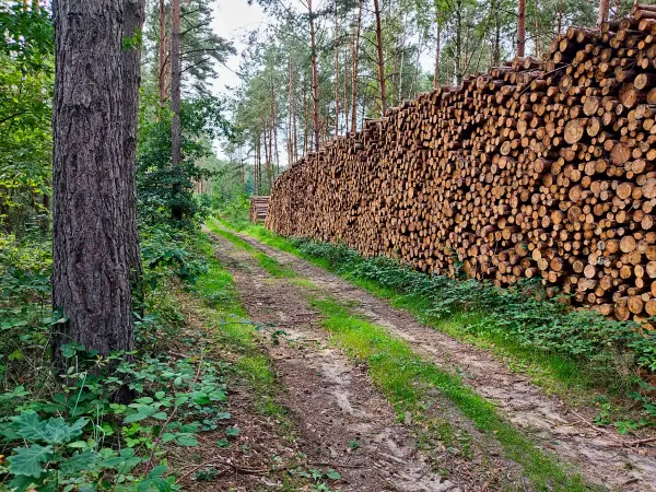 202308050-30 - Holzpolter im Wald bei Bad Belzig, Fläming, Brandenburg, Deutschland