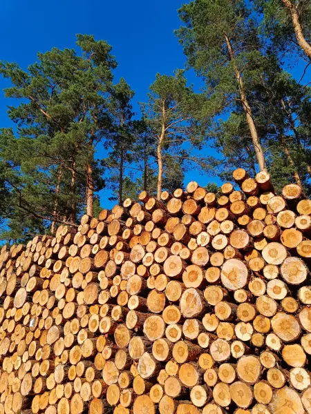 202608080-15 - Holzpolter und Kiefern bei Baruth, Fläming, Brandenburg, Deutschland