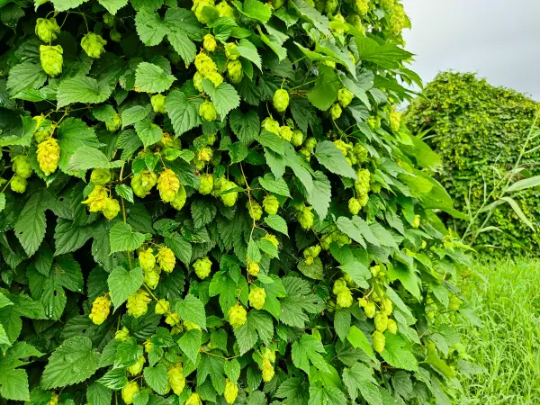 202308260-12 - Hopfen am Pfefferfließ bei Stangenhagen, Fläming, Brandenburg, Deutschland