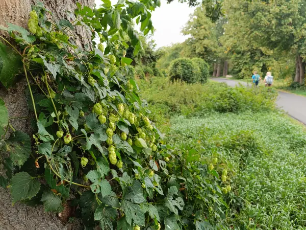 202609040-07 - Hopfen bei Blankensee, Fläming, Brandenburg, Deutschland