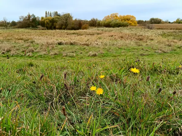 202410210-25 - Ilmenau-Luhe-Niederung bei Winsen (Luhe), Lüneburger Heide, Niedersachsen, Deutschland