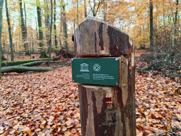 202511040-09 - Informationsschild im Müritz-Nationalpark bei Serrahn, Mecklenburgische Seenplatte, Mecklenburg-Vorpommern, Deutschland