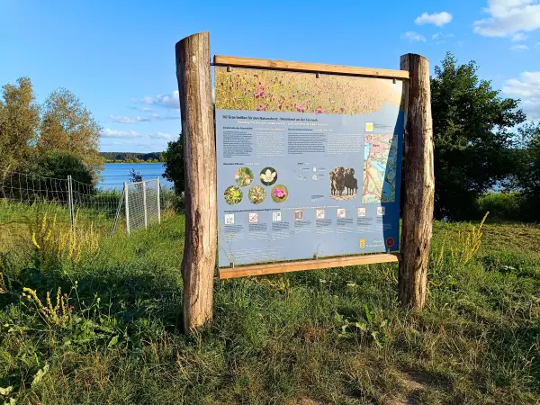 202508200-39 - Informationstafel am Feisnecksee im Müritz-Nationalpark, Mecklenburgische Seenplatte, Mecklenburg-Vorpommern, Deutschland