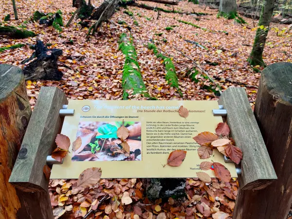 202311060-27 - Informationstafel im Müritz-Nationalpark bei Carpin, Mecklenburgische Seenplatte, Mecklenburg-Vorpommern, Deutschland