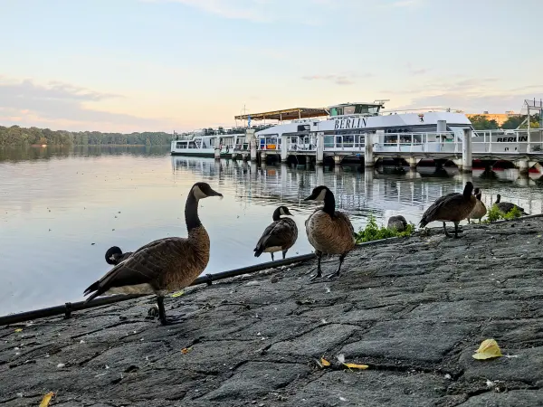 202307290-04 - Kanadagänse am Tegeler See in Tegel, Berlin, Deutschland