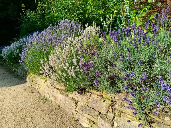 202506250-17 - Karl-Foerster-Garten, Potsdam, Brandenburg, Deutschland