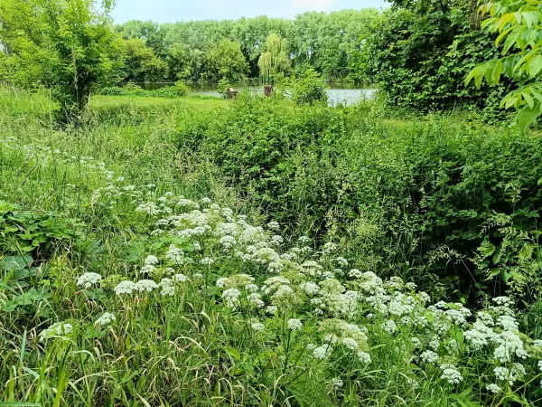 202506070-02 - Karpfenteich an der Panke in Französisch Buchholz, Berlin, Deutschland