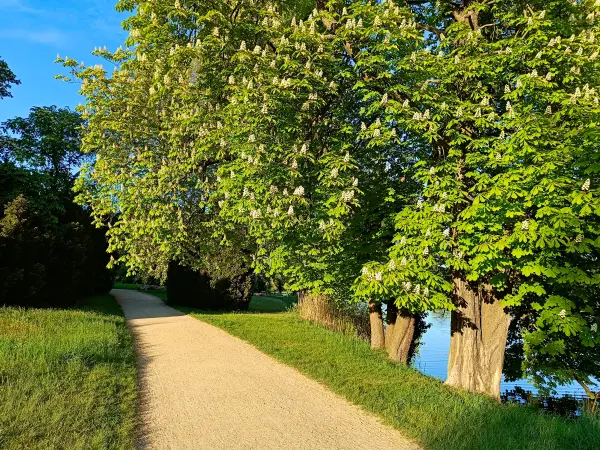 202504300-05 - Kastanien am Heiligen See im Neuen Garten, Potsdam, Brandenburg, Deutschland