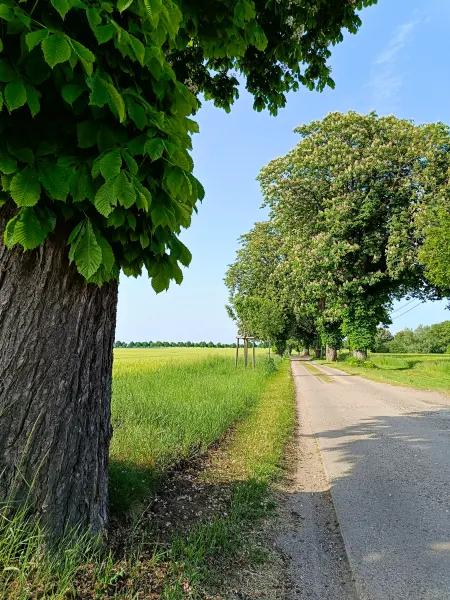 202605231-02 - Kastanienallee bei Alt Schwerin, Mecklenburgische Seenplatte, Mecklenburg-Vorpommern, Deutschland