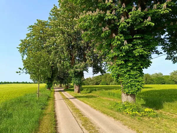 202605231-04 - Kastanienallee bei Alt Schwerin, Mecklenburgische Seenplatte, Mecklenburg-Vorpommern, Deutschland