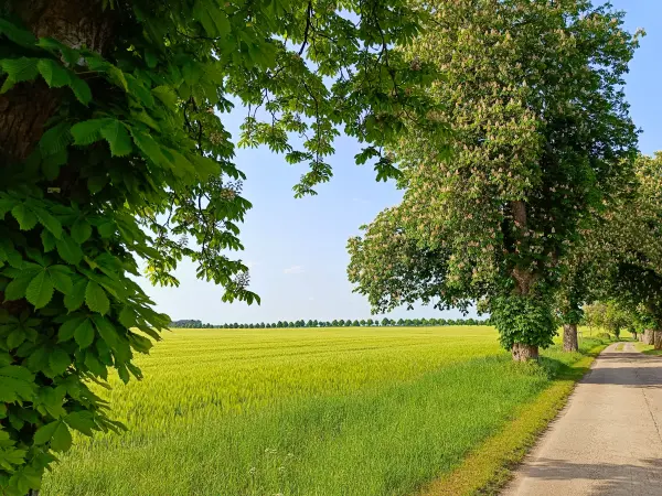 202605231-05 - Kastanienallee bei Alt Schwerin, Mecklenburgische Seenplatte, Mecklenburg-Vorpommern, Deutschland