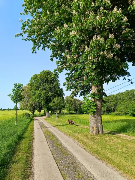 202605231-07 - Kastanienallee bei Alt Schwerin, Mecklenburgische Seenplatte, Mecklenburg-Vorpommern, Deutschland