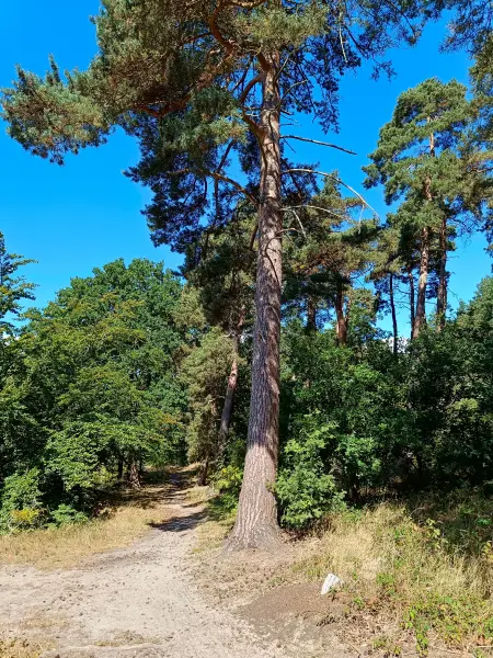 202508260-19 - Kiefer auf der Insel Werder bei Alt Schwerin, Mecklenburgische Seenplatte, Mecklenburg-Vorpommern, Deutschland