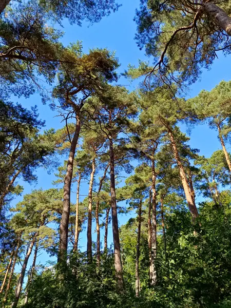 202508260-21 - Kiefern auf der Insel Werder bei Alt Schwerin, Mecklenburgische Seenplatte, Mecklenburg-Vorpommern, Deutschland