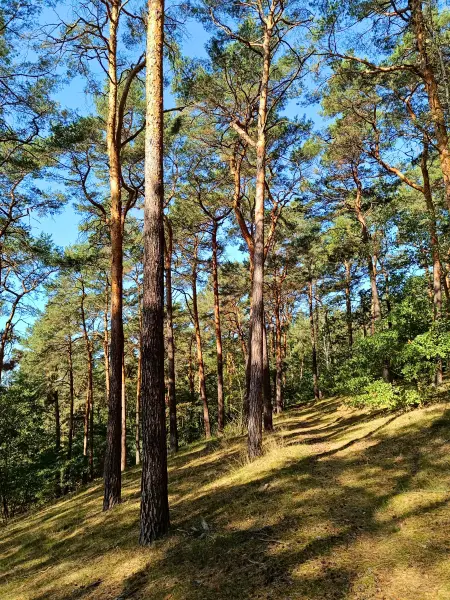 202509270-12 - Kiefern im Grunewald, Berlin, Deutschland