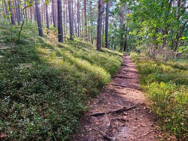 202309160-24 - Kiefernwald am Grubensee bei Limsdorf, Seenland Oder-Spree, Brandenburg, Deutschland