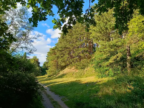 202508200-35 - Kiefernwald am Kahlen Berg im Müritz-Nationalpark, Mecklenburgische Seenplatte, Mecklenburg-Vorpommern, Deutschland