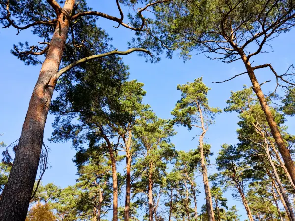 202311130-26 - Kiefernwald bei Müggelheim, Berlin, Deutschland
